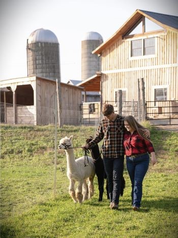 A couple with alpaca