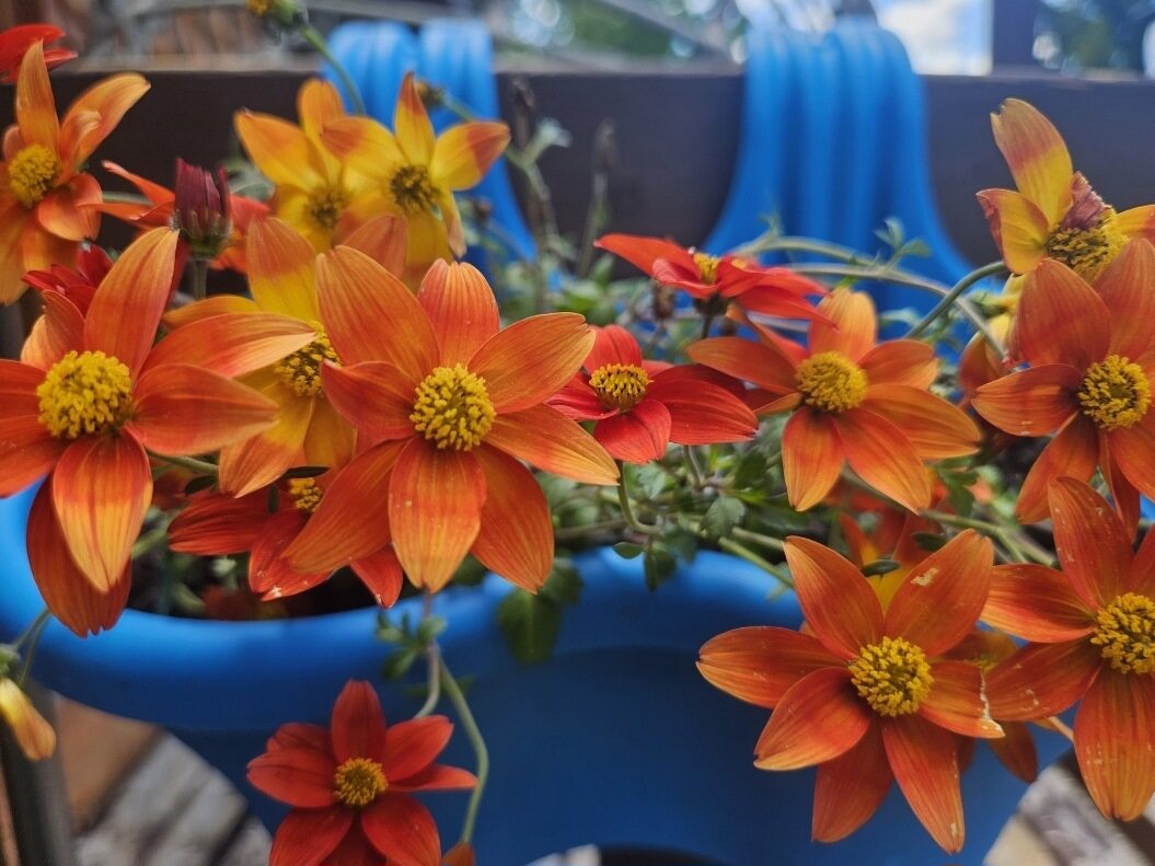 orange flowers