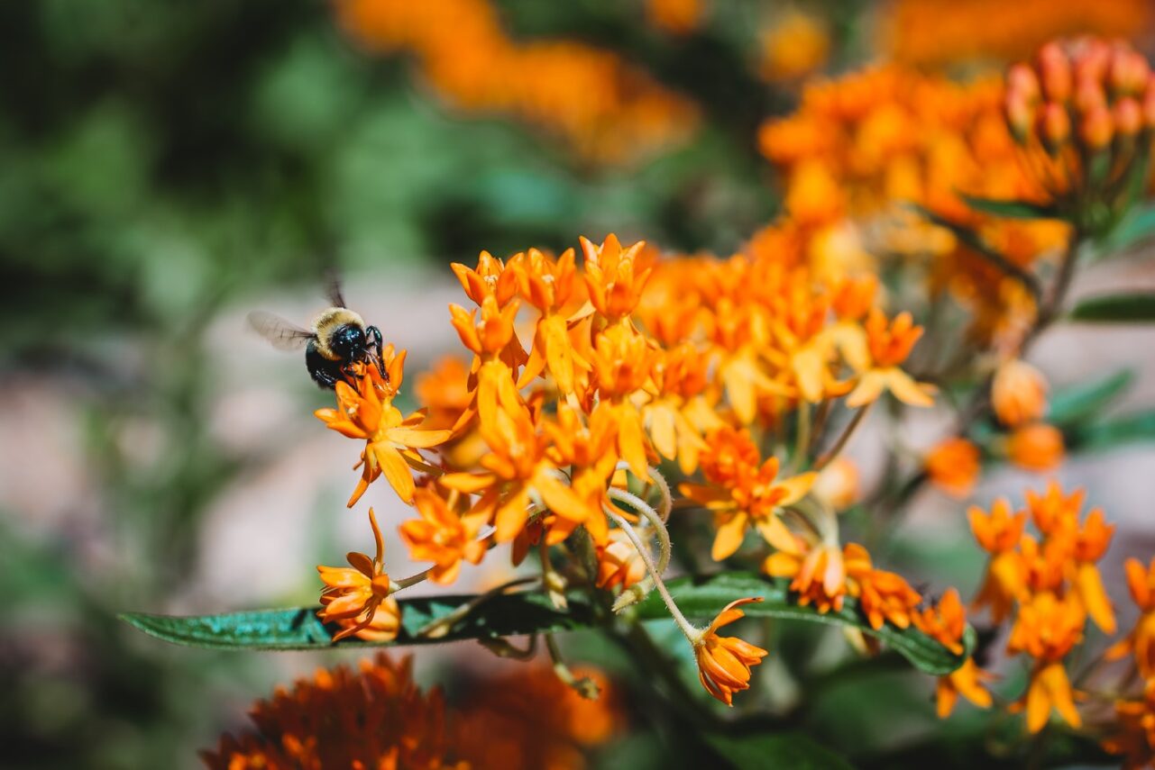 flowers with a bee