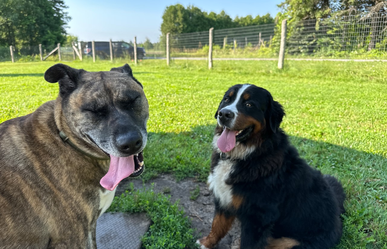 Two Dogs Lounging in Kemptville